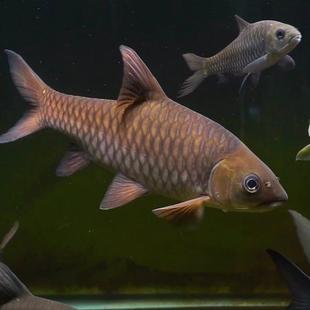 新光唇蓝吉罗鱼苗淡水鱼观赏鱼吉祥鱼异口原生罗鱼风水鱼群养活鱼