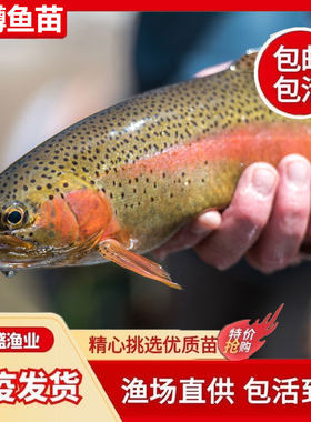 虹鳟鱼苗裂腹鱼雅鱼苗花骨鱼苗淡水养殖食用三文鱼苗金鳟国产金樽