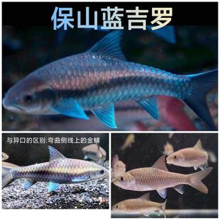 新光唇蓝吉罗鱼苗淡水鱼观赏鱼吉祥鱼异口原生罗鱼风水鱼群养活鱼