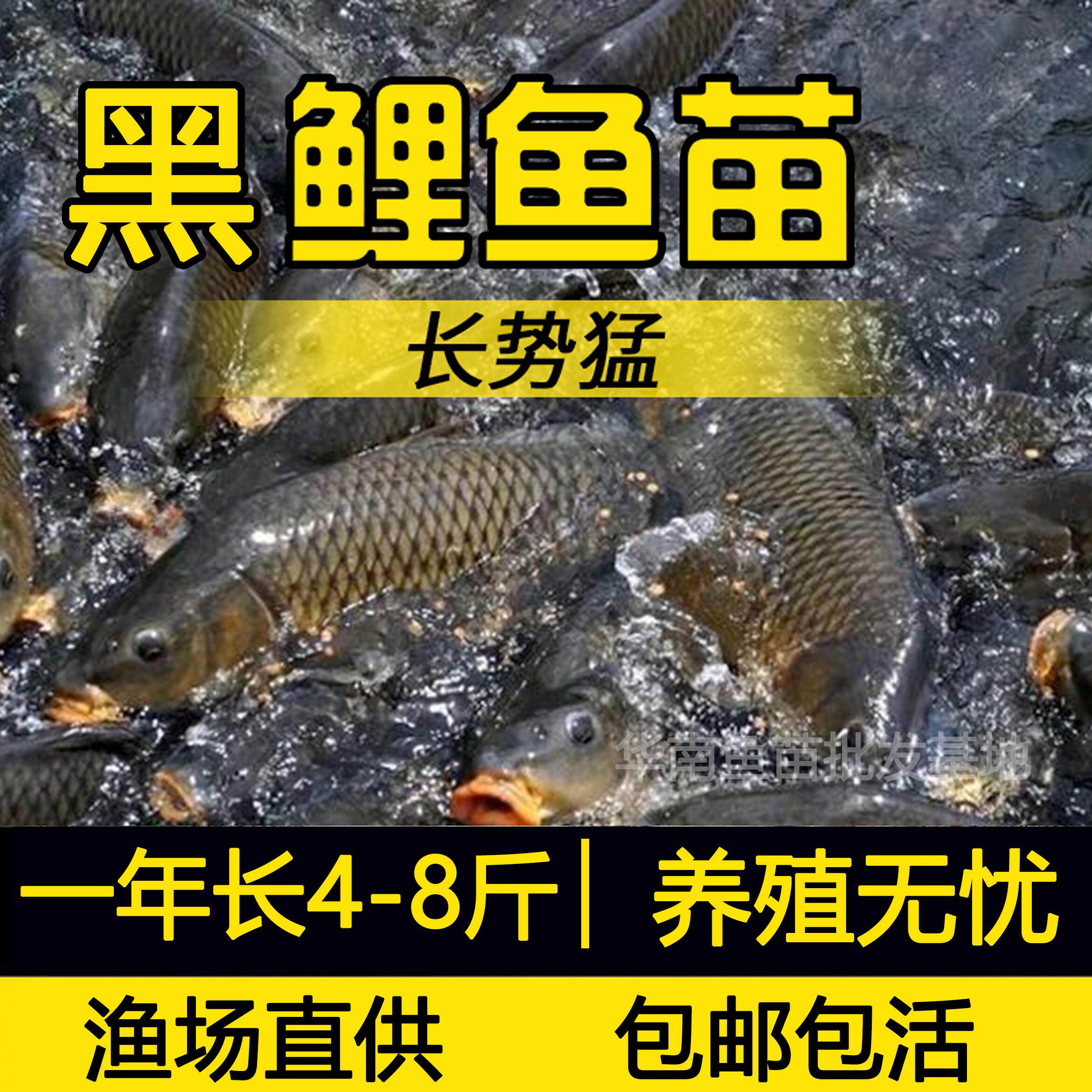 大品种稻田鲤鱼苗淡水养殖建鲤丰鲤鱼苗草鱼苗大种工程鲫鱼苗包活