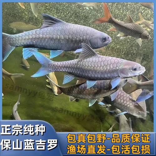 缅甸异口蓝吉罗原生鱼观赏鱼红吉罗金吉罗耐活好养的鱼新手可养