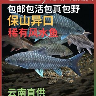 异口蓝吉罗保山蓝吉罗原生鱼溪流原生异口新光唇原生鱼活体观赏鱼