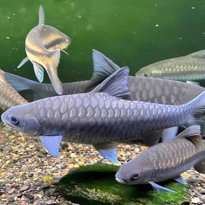 蓝吉罗异口新光唇保山蓝吉罗史氏原生大型冷水观赏稀有风水鱼异口