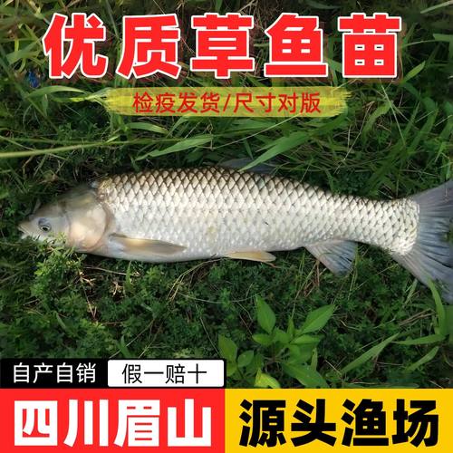 优质草鱼苗长江皖鱼淡水