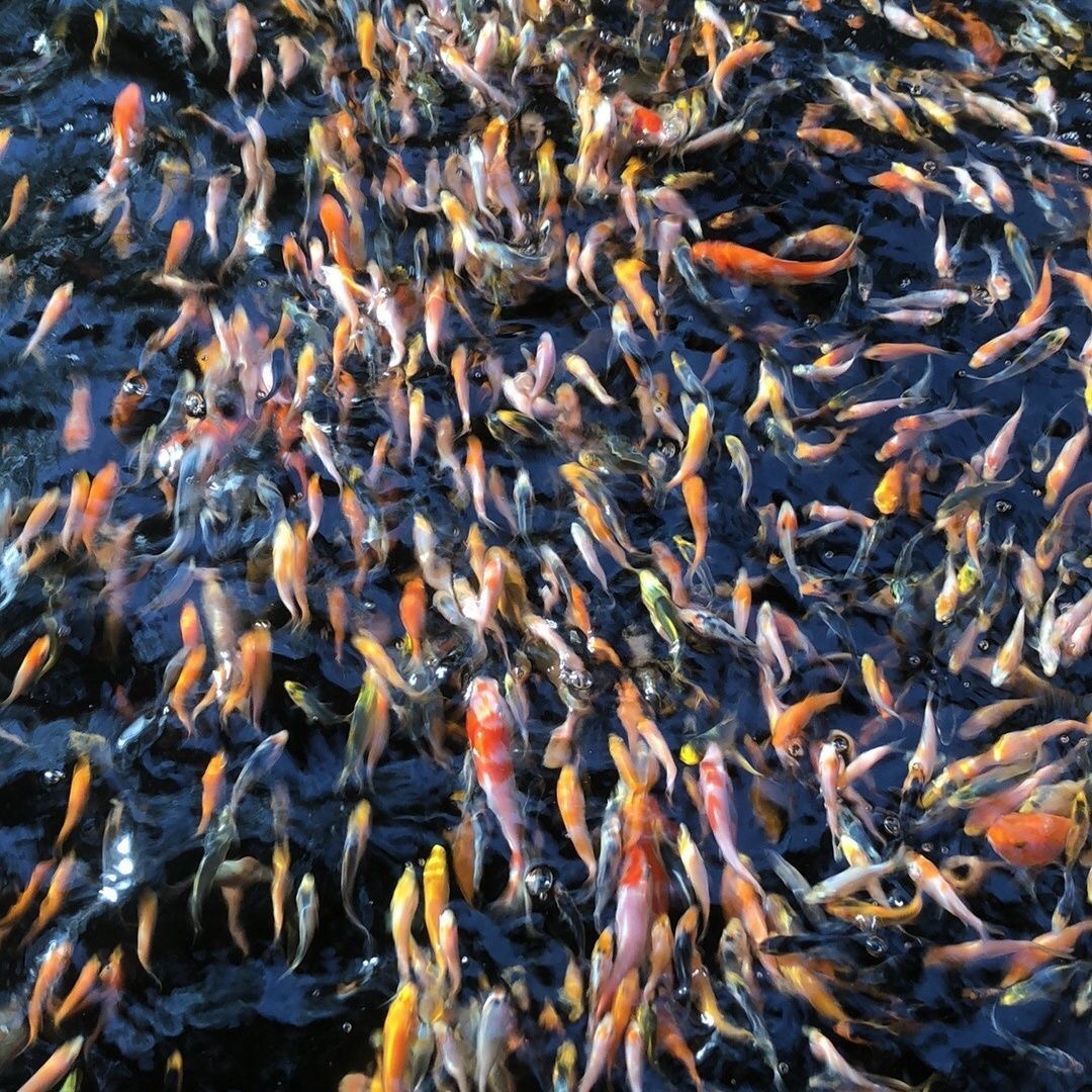 纯种锦鲤鱼苗观赏鱼昭和锦鲤锦鲤鱼苗混搭活体红草金