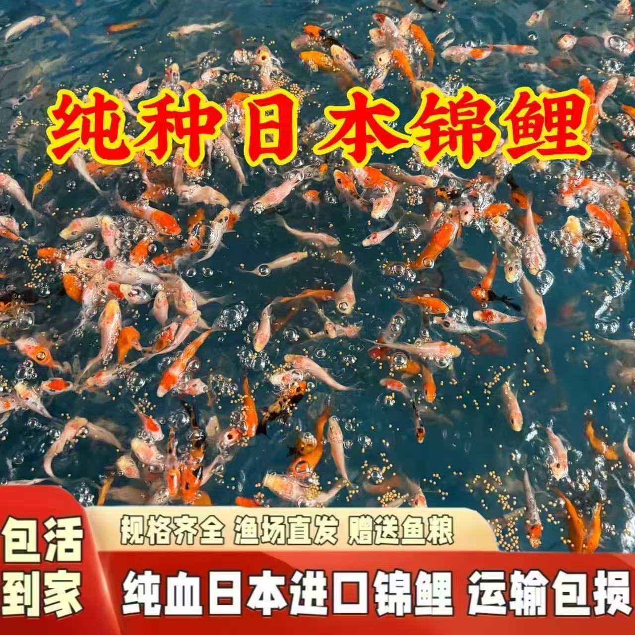纯种高档精品锦鲤鱼苗观赏鱼红白大正昭和锦鲤小锦鲤鱼苗混搭现货