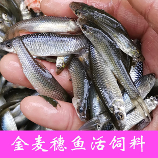 麦穗鱼苗龙鱼麦穗鱼活鱼金银龙喂乌龟的小鱼苗鳄龟鳑鲏鱼饲料鱼