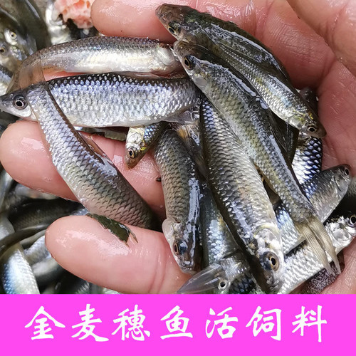 麦穗鱼苗龙鱼麦穗鱼活鱼金银龙喂乌龟的小鱼苗鳄龟鳑鲏鱼饲料鱼