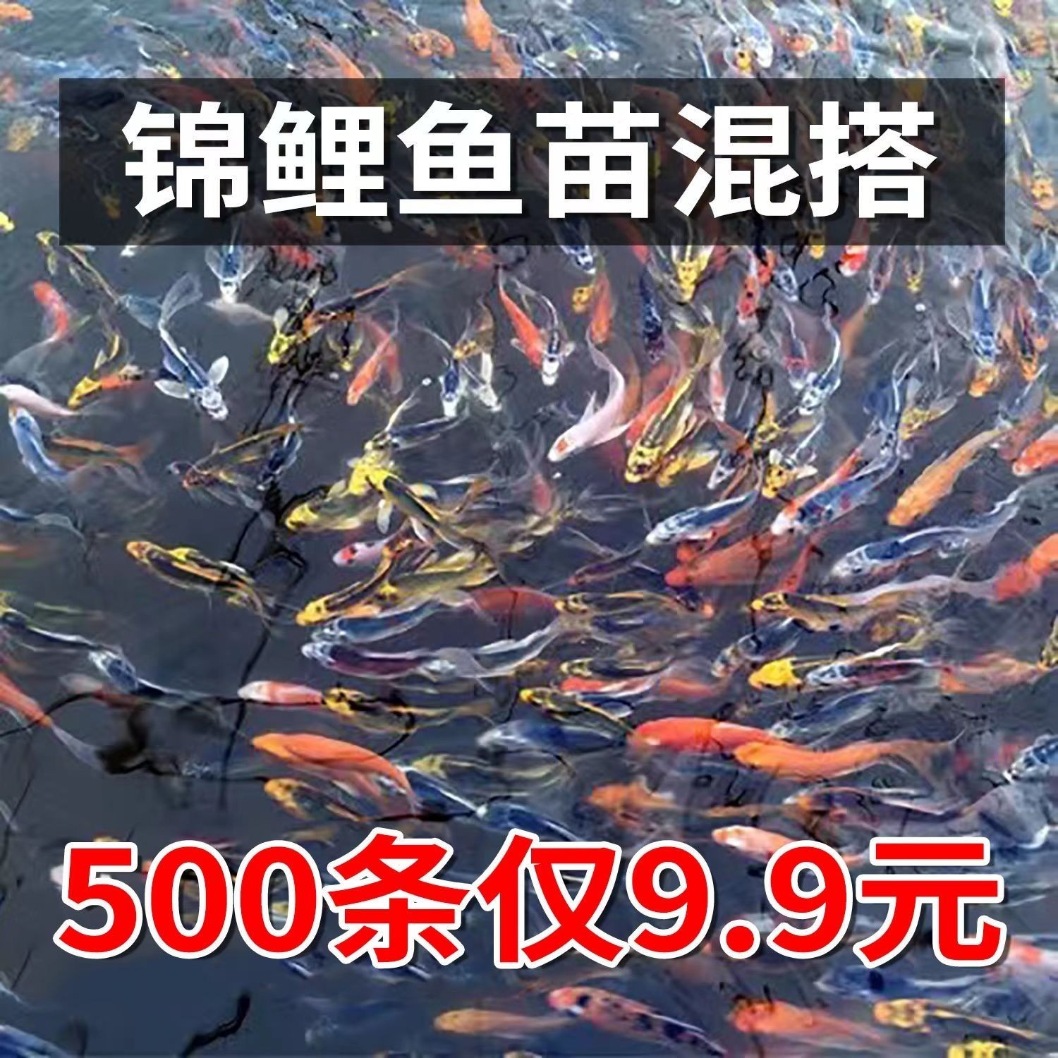 纯种高档精品锦鲤鱼苗观赏鱼红白大正昭和锦鲤小锦鲤鱼苗混搭现货