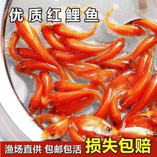 优质红鲤鱼苗兴国红鲤鱼黑鲤鱼苗鲤鱼苗大品种鲫鱼苗中科五号鲫鱼