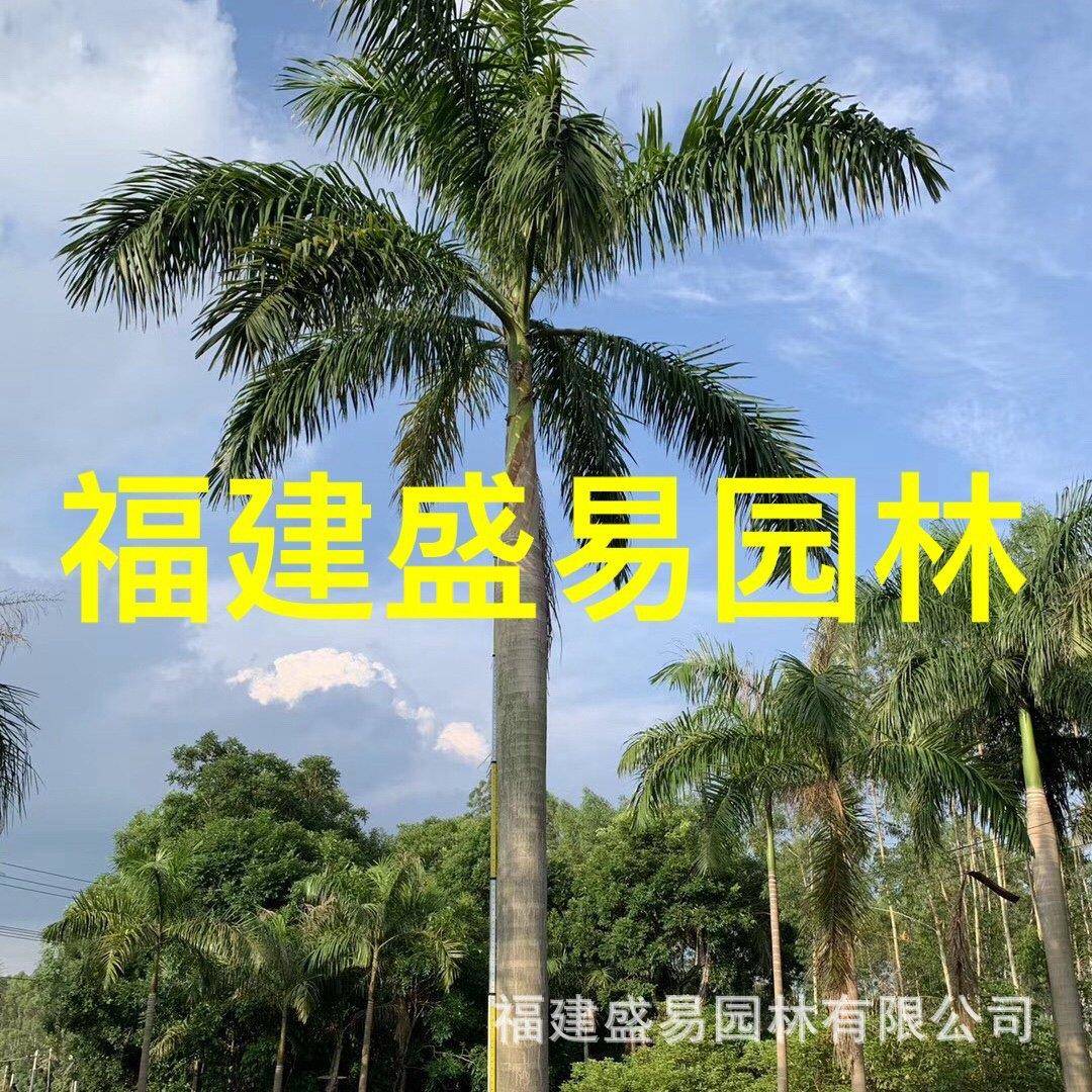 大王棕价格湖南大王椰子江西大王椰报价广西大王椰子基地