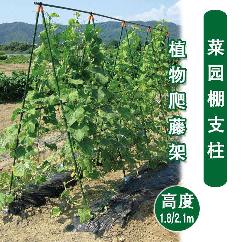 种植丝瓜爬藤架植物菜园支架攀藤植物架子攀爬黄瓜架杆丝瓜爬藤架