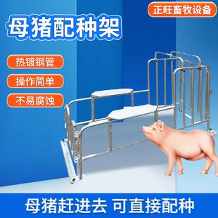 母猪配种架热镀锌母猪大公猪采精架子种猪矮脚配种神器养殖设备