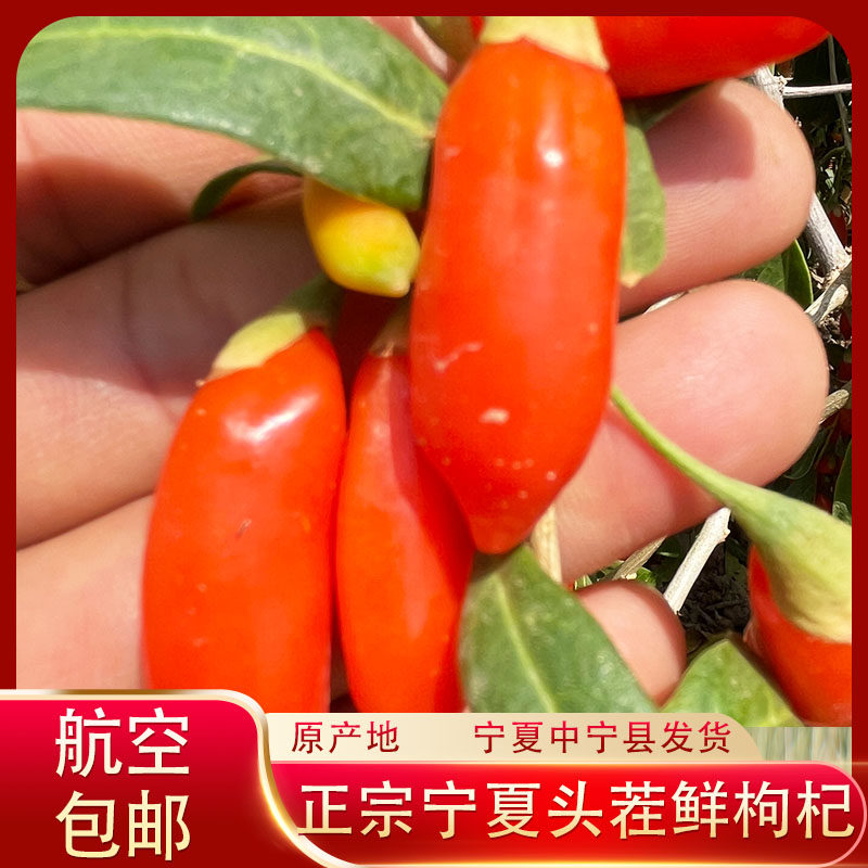 现摘现发2026年头茬宁夏鲜枸杞鲜甜多汁鲜枸杞子新鲜水果中宁县发