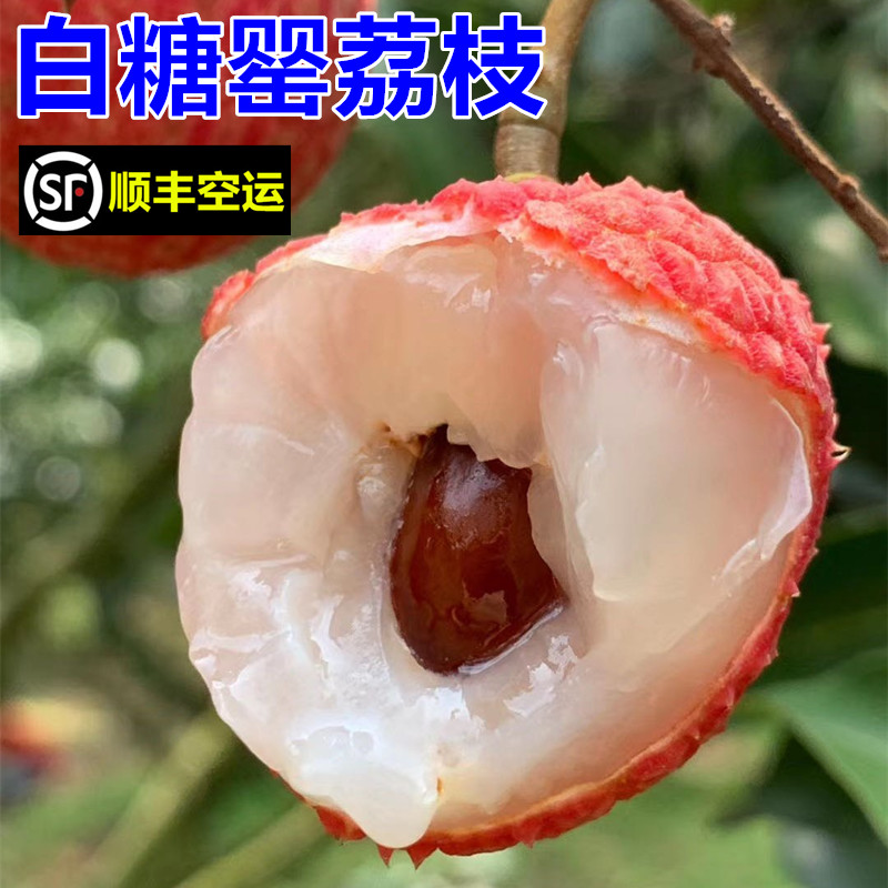 现货新鲜白糖罂5/10斤现摘现发广西灵山应季孕妇水果当季顺丰空运 水产肉类/新鲜蔬果/熟食 荔枝 原图主图