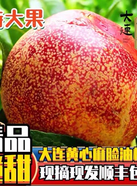 大连麻脸油桃大连油桃黄心油桃顺丰5斤包邮皮薄肉厚