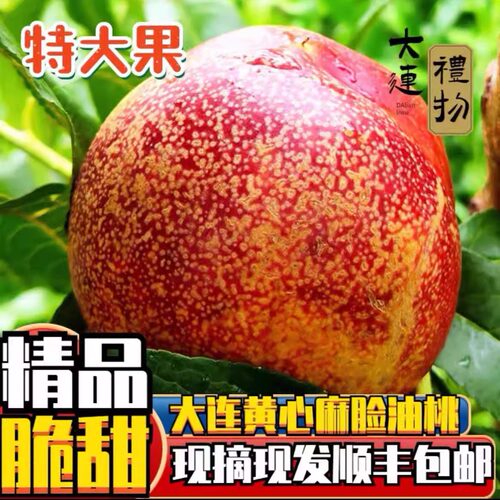新鲜油桃大连油桃2500g大连皮薄
