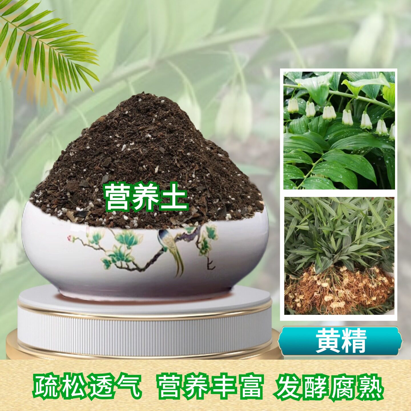黄精种植苗滇黄精老虎姜营养土图片