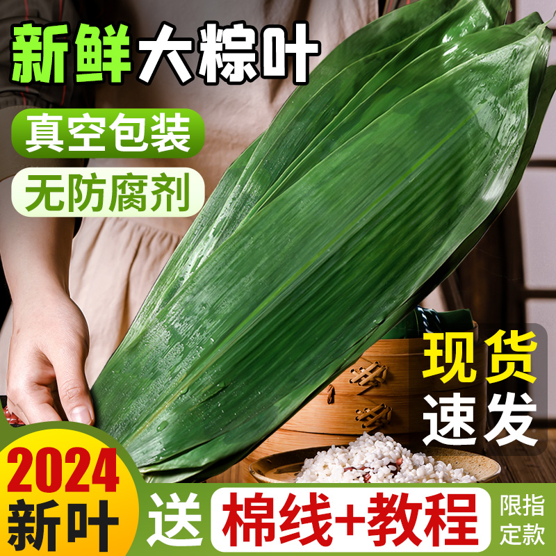 端午节包粽子叶大粽叶鲜免邮新鲜大号非芦苇的叶子商用干箬叶真空