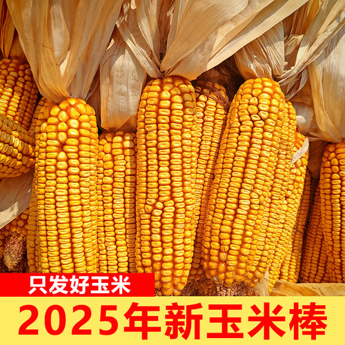 干玉米棒子带皮真玉米五谷杂粮老玉米棒教学装饰活动道具宠物口粮