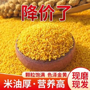 汾都香 山西黄小米 新米五谷杂粮黄小米米脂真