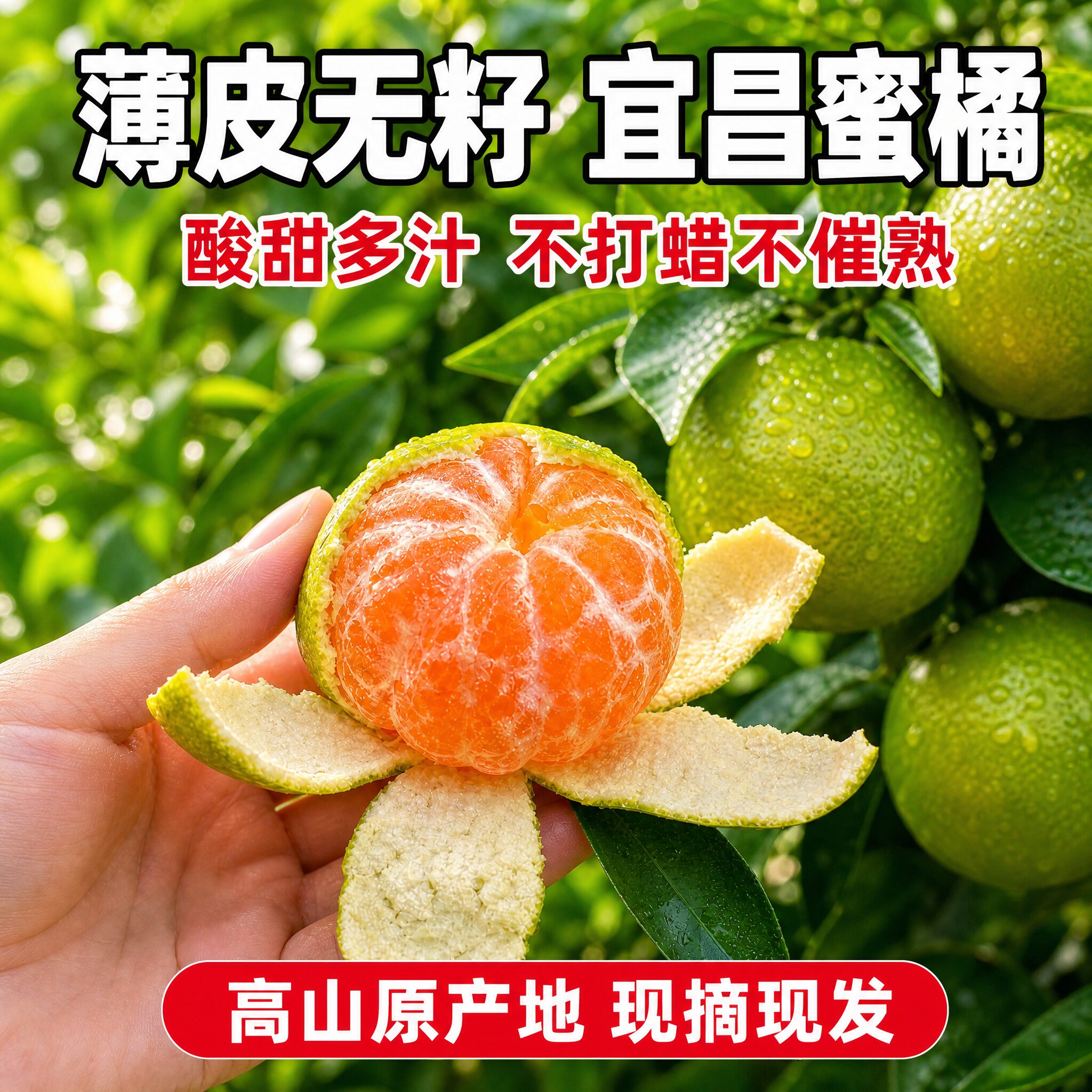 宜昌薄皮无籽蜜桔子9斤新鲜当季青皮橘子清香桔孕妇酸甜时令水果