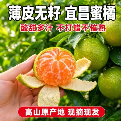 宜昌9斤薄皮无籽蜜桔子新鲜采摘