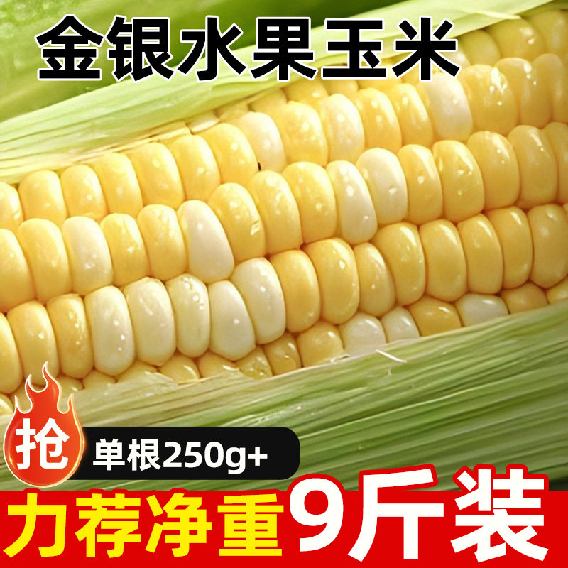 云南金银双色水果玉米新鲜嫩甜嫩