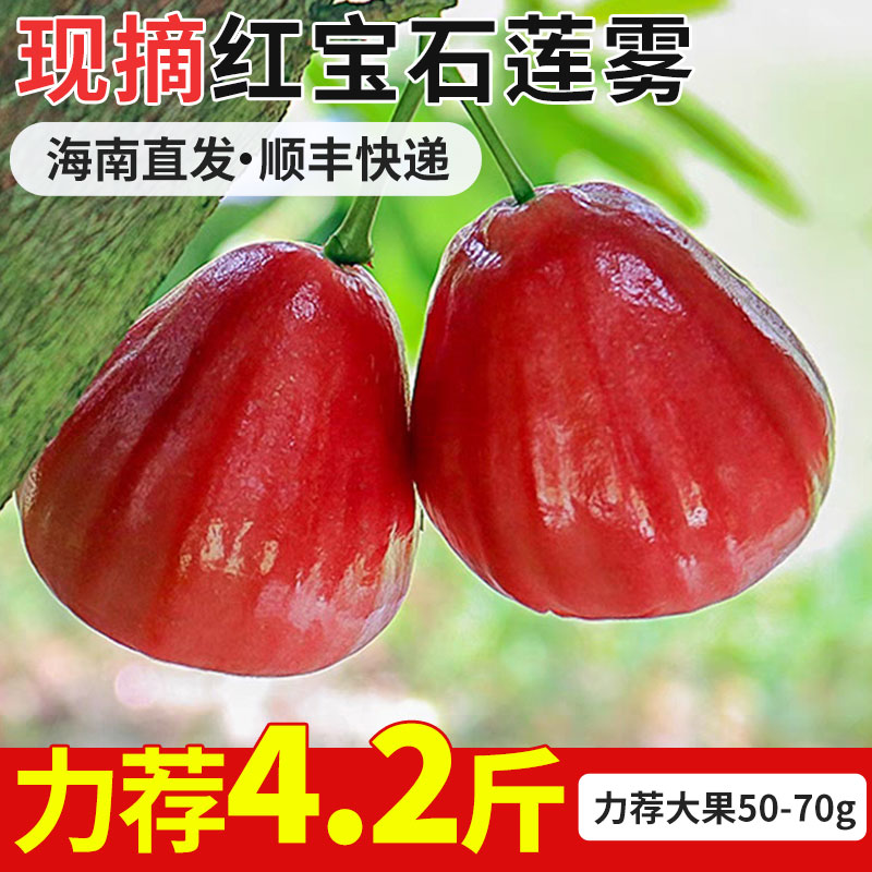 海南直发顺丰快递红宝石莲雾现摘