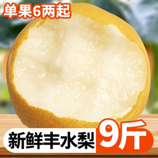 正宗丰水梨应当季原产地新鲜水果多汁美味果园现摘香甜可口甜速发