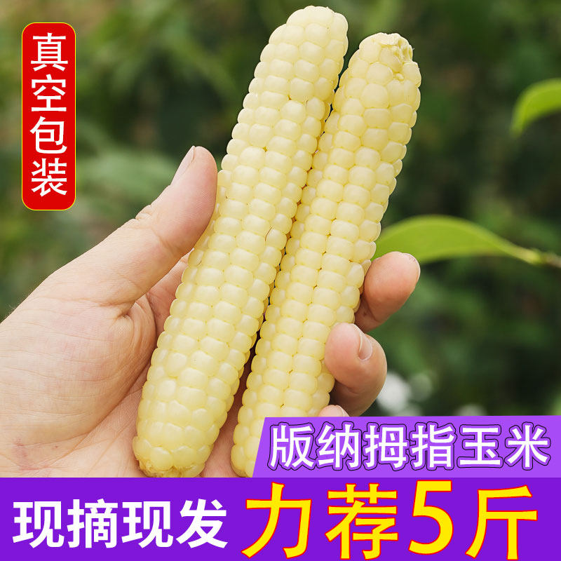 版纳拇指玉米生玉米需煮熟新鲜云南糯手指玉米宝宝爱吃辅食早餐发
