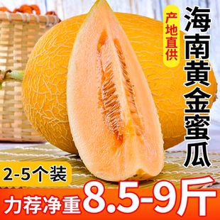 海南黄金蜜瓜哈密瓜应当季新鲜水果当季脆甜原产地现摘整箱打包发
