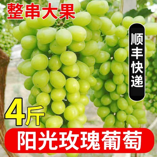 阳光玫瑰葡萄新鲜水果