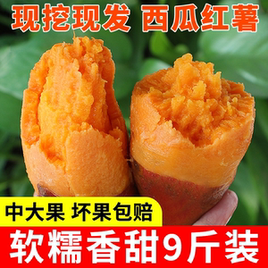 正宗广西西瓜红薯原产地