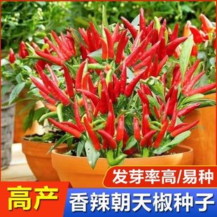 朝天椒种籽辣椒种子超辣小米辣椒食用盆栽蔬菜种苗 四季 1包装
