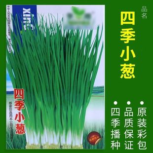 小香葱种籽蔬菜四季 四季 播种庭院阳台家庭种植盆栽易种 1包装
