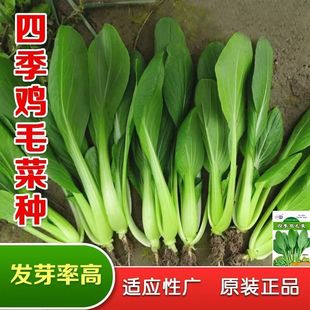 【1包装】鸡毛菜种子种籽四季小白菜青菜上海青18天阳台盆栽蔬菜