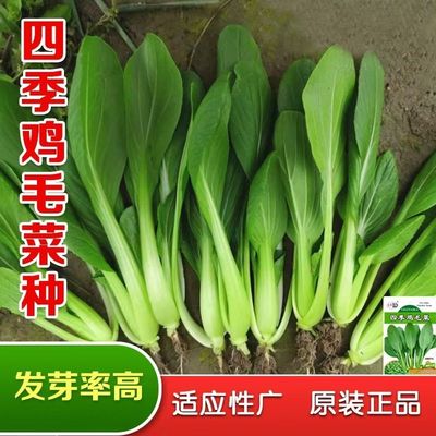 【1包装】鸡毛菜种子种籽四季小白菜青菜上海青18天阳台盆栽蔬菜