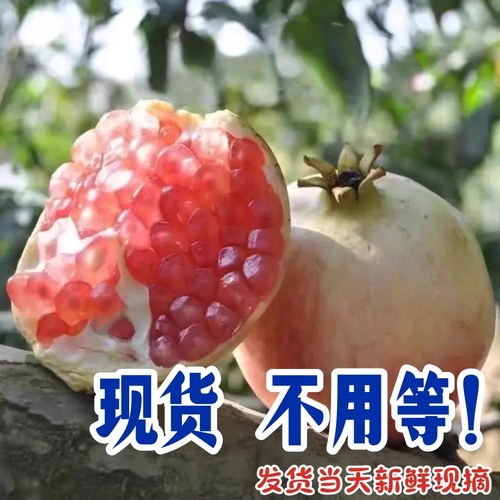 【果园直发硬籽石榴】新鲜现摘云南蒙自直发硬籽老树甜石榴籽浅红