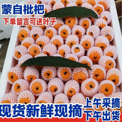 【高山老树枇杷】新鲜现摘云南蒙自枇杷果琵琶水果 地头直发
