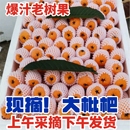 新鲜现摘云南蒙自枇杷果琵琶水果 留言可送叶子 高端高品质