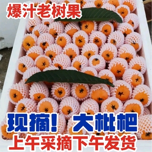 【高端高品质】新鲜现摘云南蒙自枇杷果琵琶水果 农家地头直发