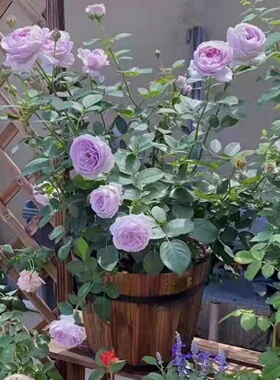 蓝色风暴花苗带花苞大花重瓣浓香花卉绿植物阳台庭院花园盆栽地栽