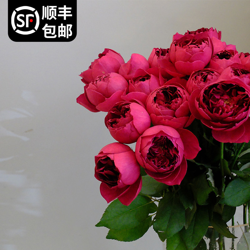 秋日胭脂暗紫色玫瑰花阳台浓香花卉月季花苗盆栽多季开室内绿植物