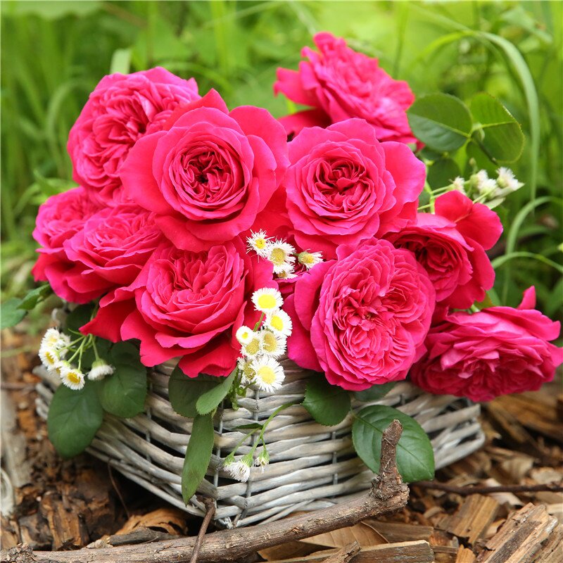 皇家胭脂 欧月法国月季暗红色大花强香耐热开花持久