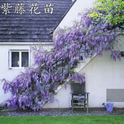 紫藤花苗爬藤植物多花紫藤萝树阳台盆栽绿植庭院攀援耐寒四季易活