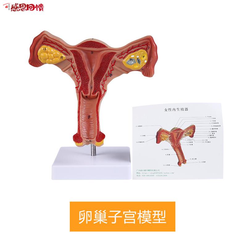 人体子宫模型逼真阴道子宫输卵u管卵巢解剖模型健康教育实训用