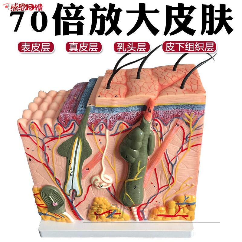 70倍人体皮肤组织结a构放大解剖模型 美容整形立体模型皮肤放