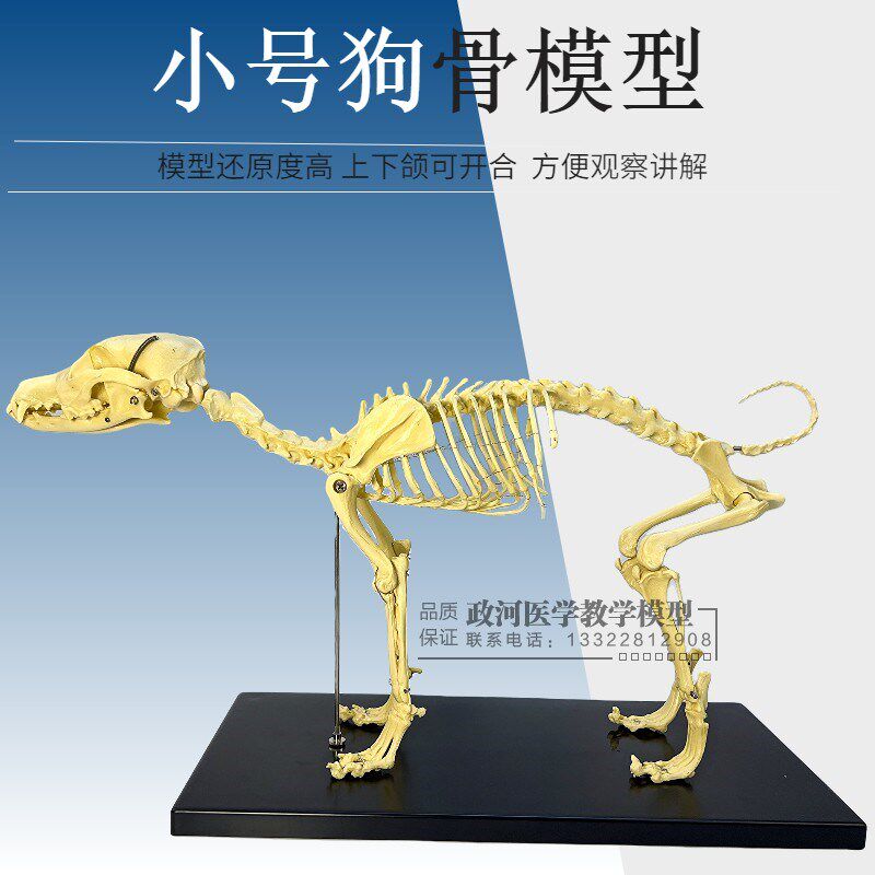 宠物骨科器械狗i骨骼标本模型全身动物狗猫犬教学骨架骨骼骨头模