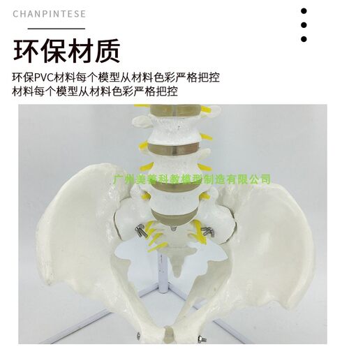 80CM人体脊椎腰椎带盆骨模型 成人医学J正骨教学练习骨骼 颈椎脊